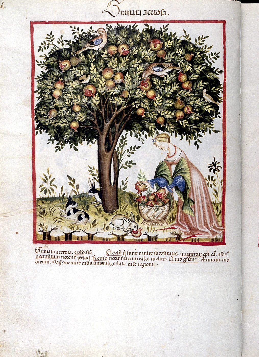 Tacuinum Sanitatis medieval manuscript